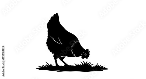 Silhouette of Rooster on Grass.
