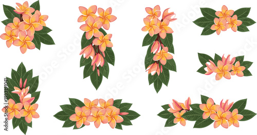 Beautiful Plumeria Frangipani Flower Clusters with Green Leaves Tropical Floral Arrangement Vector Set