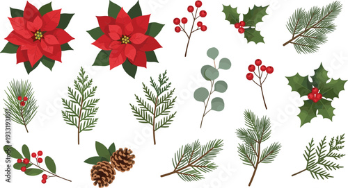 Christmas Poinsettia and Pine Branch Collection with Holly Berries Cones and Winter Floral Elements Vector Set