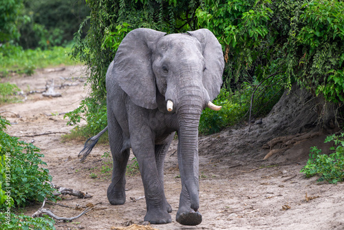 African elephant in Chobe National Park, Botswana