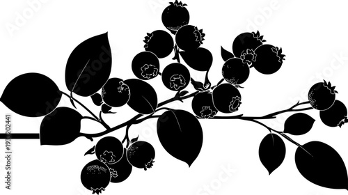 Detailed black vector silhouette of a blueberry branch with ripe berries and fresh leaves, ideal for design