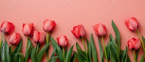 Red Tulips Arranged on a Soft Pink Background, Showcasing Their Simple Beauty...