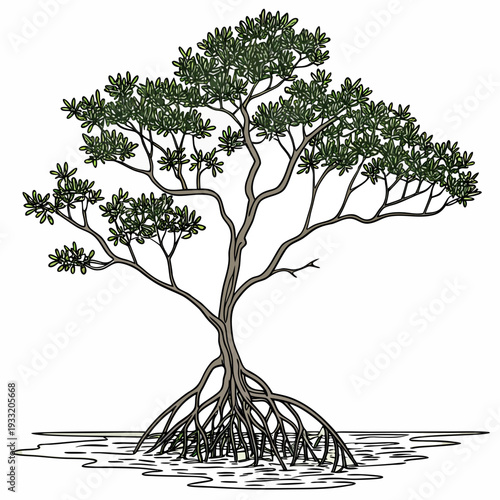 Mangrove tree with exposed roots and green leaves on white background 19