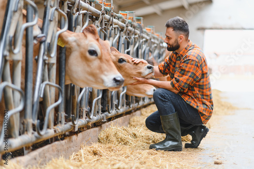 Obraz na plátně Farmer caressing jersey cattle in modern barn