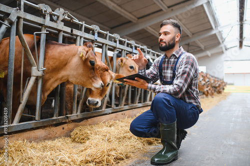 Obraz na plátne Farmer using digital tablet and examining cows in stable