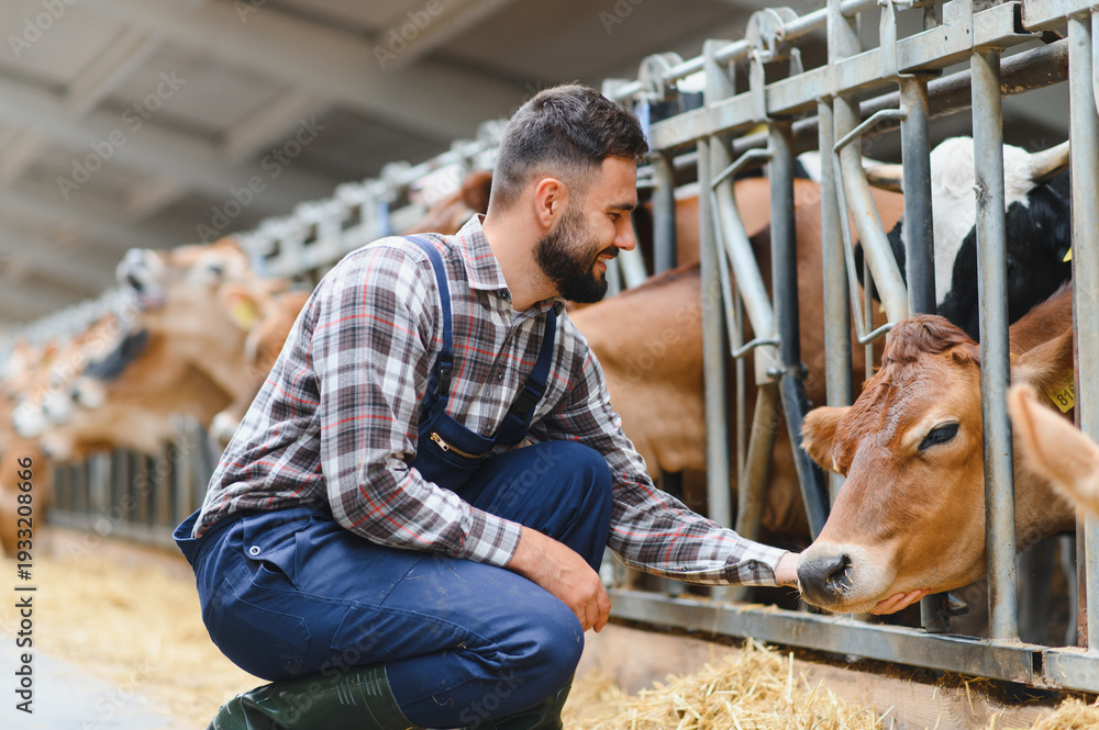 Naklejka premium Farmer taking care of jersey cattle in cowshed