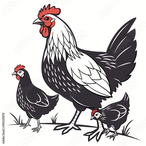 Black and white chickens with red combs on white background