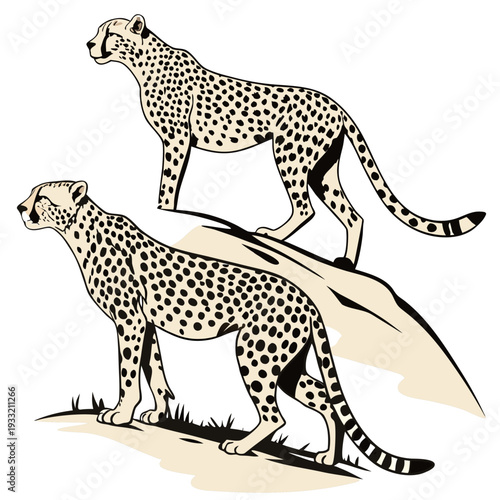 Two Cheetahs Standing on a Mound with Grass spotted