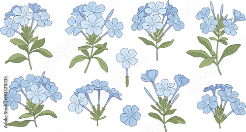 Blue plumbago flower vector set with botanical floral clusters and garden plant stems for nature design and wedding invitations