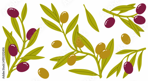 A set of green and black olives. Olive tree branches with leaves and ripe fruits.