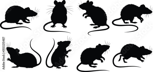 Black rat silhouettes collection, animal vector icons, rodent shapes with long tails, whiskers, ears, standing and walking poses for design