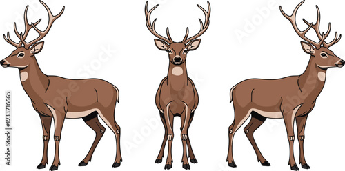 Realistic Deer Stag Illustration Set with Antlers in Standing Front and Side Views for Wildlife Nature Hunting and Forest Animal Design