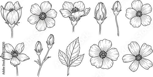 Wildflower line art vector set with botanical floral elements and blooming flower buds for wedding invitations