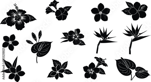 Exotic tropical flowers silhouette vector illustration set. Hibiscus, plumeria, and bird of paradise icons collection.