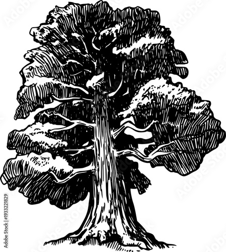 Detailed black and white ink of a large deciduous tree with textured bark and dense foliage a white background