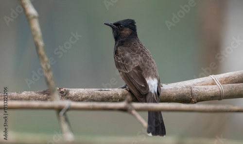 фотографія A Red-vented Bulbul (Pycnonotus cafer).