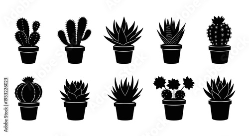 Collection of various potted cacti and succulent plants in black