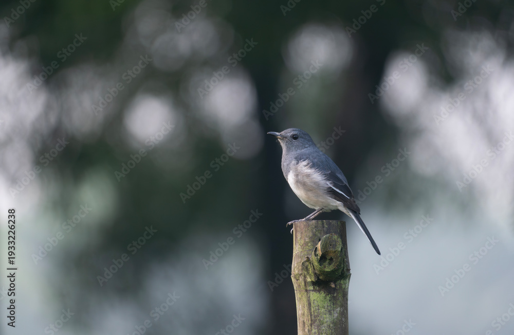Fototapeta premium A Oriental magpie-robin (Copsychus saularis).