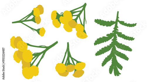 Tansy flowers and leaves, yellow herbal plant vector illustration elements