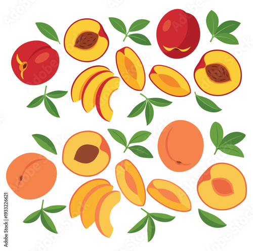 Nectarine and peach fruit vector set whole half slices green leaves harvest collection