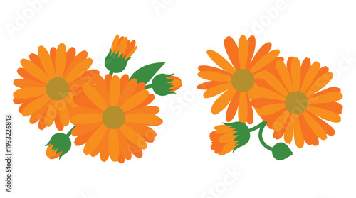 Calendula flower vector set marigold officinalis blossom bud green leaves decorative element