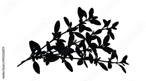 Sprig of fresh thyme herb with small leaves isolated on transparent background vector