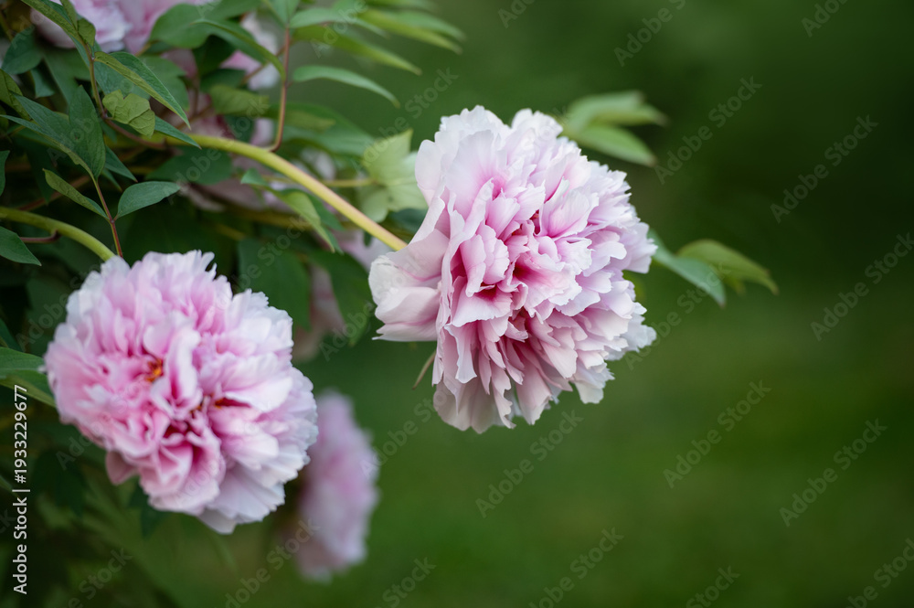 Fototapeta premium Pink peony blossoms on bush in garden. Soft focus background and natural daylight.