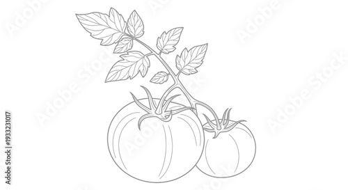 Detailed Outline Illustration of Two Fresh Tomatoes on a Vine with Leaves