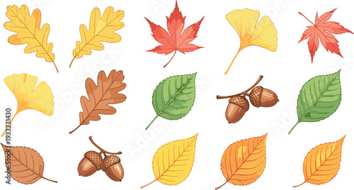 Autumn leaves and acorns collection, colorful fall foliage set with oak maple and ginkgo botanical vector illustration