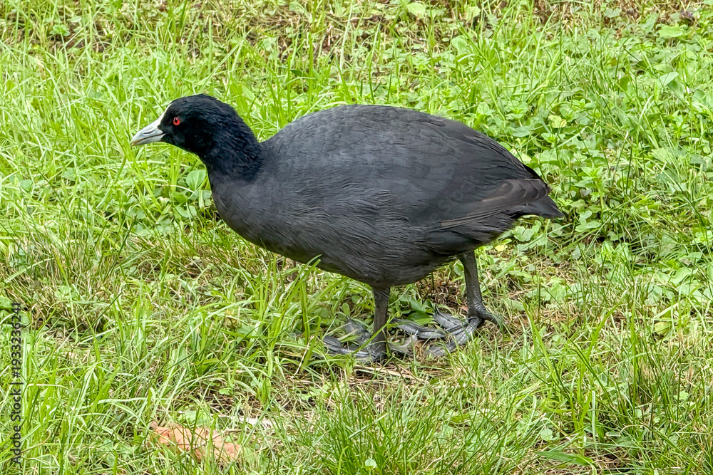 Obraz premium Photograph of a Eurasian Coot walking on and eating grass near Wentworth Falls Lake in the Blue Mountains in New South Wales, Australia