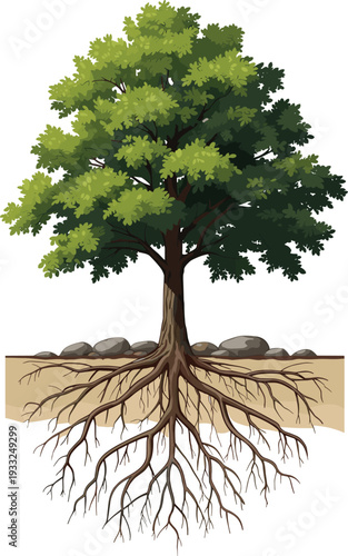 Detailed tree illustration showing lush green canopy, sturdy trunk, and extensive root system with rocks in soil, symbolizing nature, ecology, biology, environment, and growth concepts.