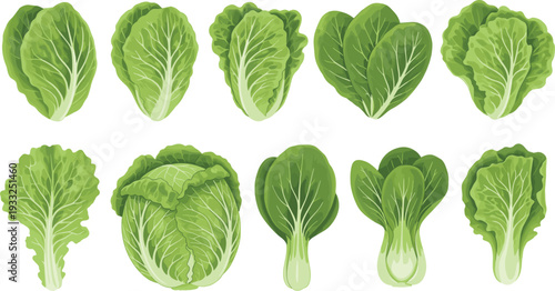 Fresh Green Lettuce and Cabbage Varieties Collection Healthy Organic Leafy Vegetables Vector Illustration Set