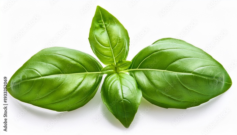 Fototapeta premium fresh green basil leaves isolated on white background