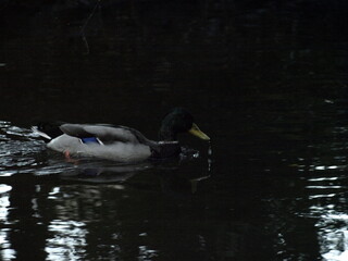 Duck photo without processing, copyright 