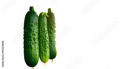 Three fresh green cucumbers with bumpy skin, angled on a black background