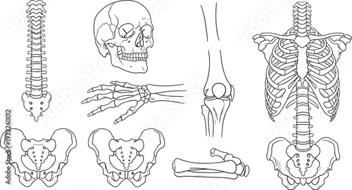 Human bone anatomy vector illustrations set featuring hand drawn skull spine rib cage pelvis hand and leg joints icons for medical education and design
