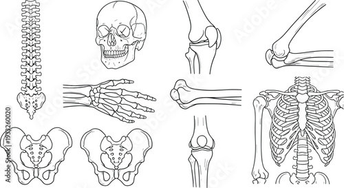 Hand drawn human bone anatomy vector illustrations set featuring skull spine rib cage pelvis hand and leg joints icons for medical education and design