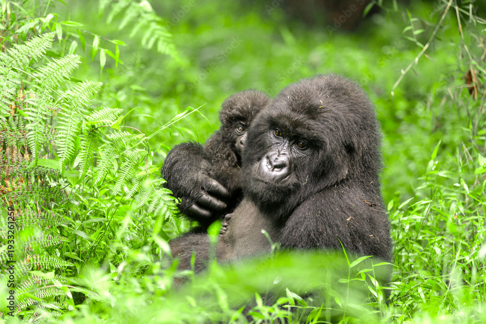 Obraz premium Gorilla baby with mother