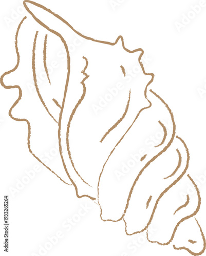 Hand Drawn Elegant Sea Shell Line Art Illustration