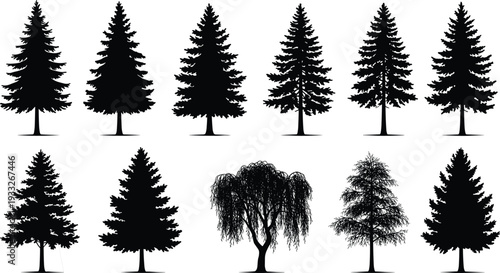Silhouettes of various pine trees, evergreen conifers, winter trees, nature silhouettes, forest trees, different shapes, black and white, vector art