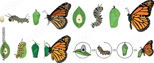 Monarch Butterfly Life Cycle Isolated Transparent Background Flat 2D Vector