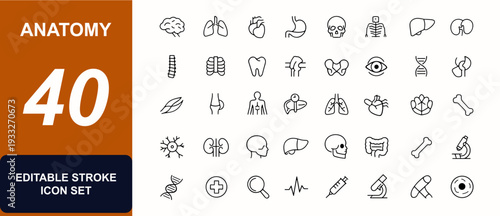 Anatomy web icons in line style with organ chart. Physiology, biology, skeleton skull, brain lungs heart, kidney liver, muscle joint, stomach teeth. Editable stroke. Vector illustration.