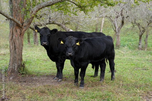 Fotografía Travel romania transilvania sighisoara black angus cattle grazing on pasture in