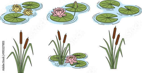 Water lily and cattail pond plants collection vector illustration with lotus flowers, lily pads and reeds isolated on white background
