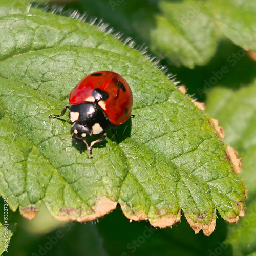 Coccinelle posée sur une feuille verte au printemps