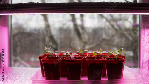 A method for growing sweet peppers using seedlings. Seedlings in plastic cups under a special grow light on a shelf by the window. Outside, a snow-covered city.