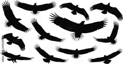 Black eagle silhouette collection featuring various bird of prey poses flying with open wings spread wide for hunting wildlife and nature outdoor design.