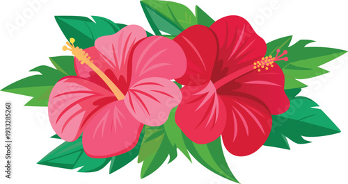 hibiscus flower isolated on translated background.