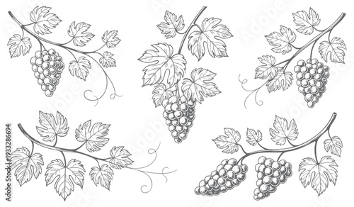 Botanical grape collection in vintage ink engraving style. Vineyard fruit bundle illustration isolated on white background.