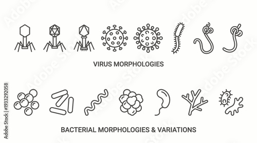 "Illustrations of virus and bacterial morphologies"